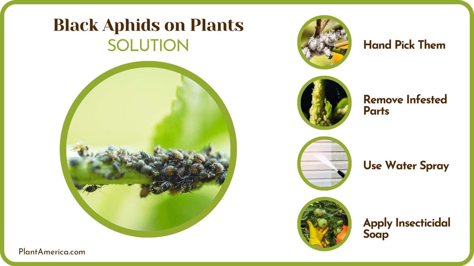Remedies for Black Aphids PlantAmerica