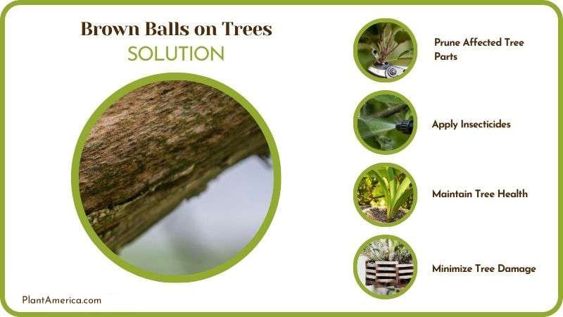 Remedies for Brown Balls on Trees PlantAmerica