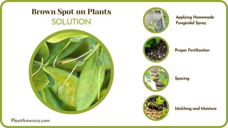 Remedies for Brown Spot on Plants Plant America