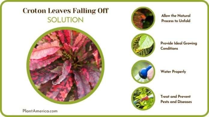 Croton Leaves Falling off: Various Causes and Resolutions - Plant America