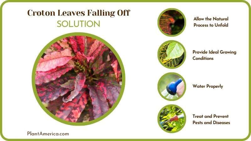 Remedies for Croton Leaves Falling Off