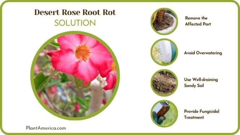 Desert Rose Root Rot: Why it Occurs and What You Can Do - Plant America