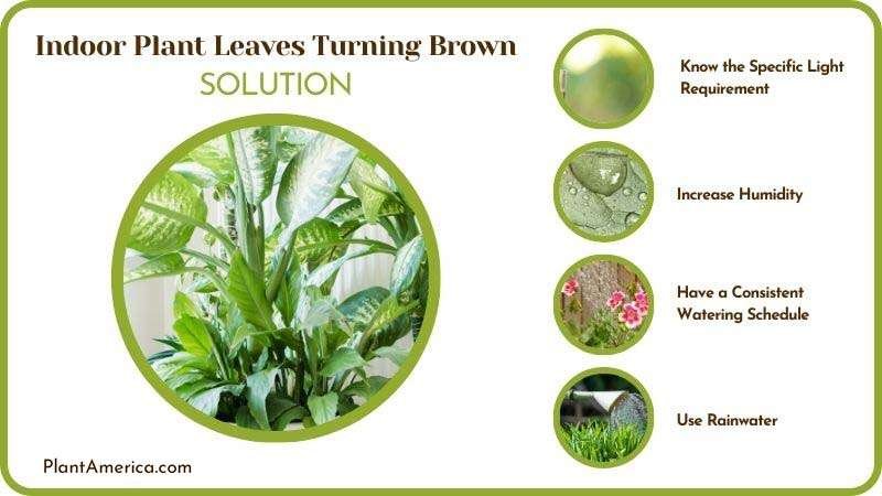Remedies for Indoor Plant Leaves Turning Brown Plant America