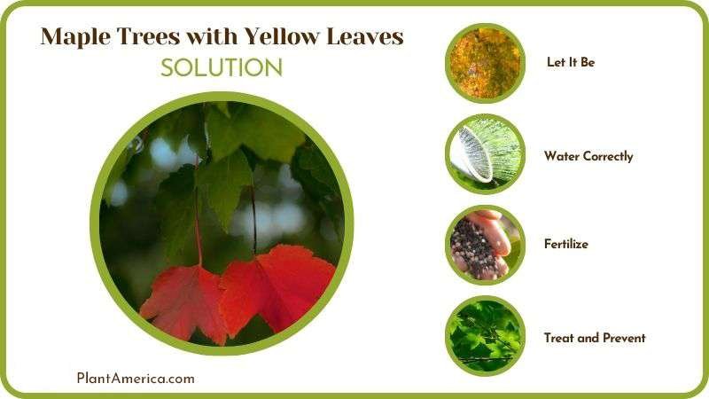 Remedies for Maple Trees with Yellow Leaves PlantAmerica