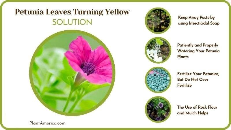 Remedies for Petunia Leaves Turning Yellow Plant America