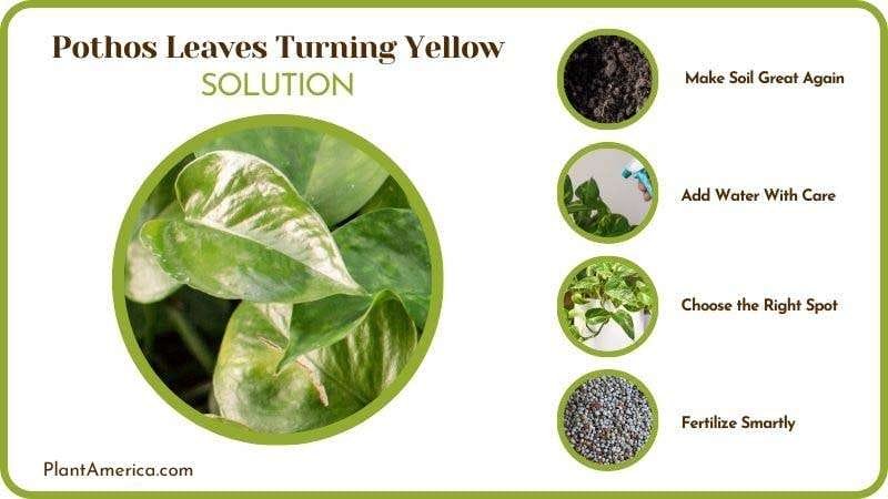 Remedies for Pothos Leaves Turning Yellow Plant America