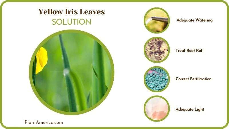 Remedies for Yellow Iris Leaves Plant America