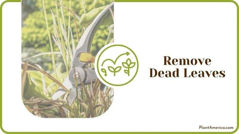 Remove Dead Leaves Plant America Remove Dead Leaves Plant America