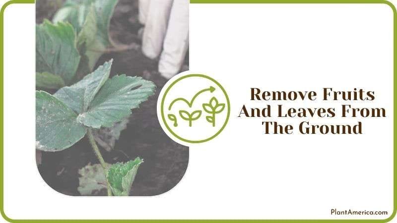 Remove Fruits and Leaves From the Ground Plant America