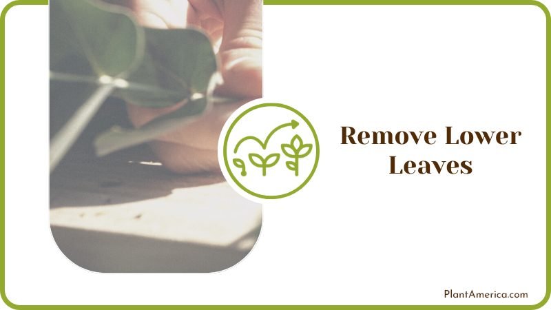 Remove Lower Yellow or Damaged Leaves Plant America Remove Lower Yellow or Damaged Leaves Plant America