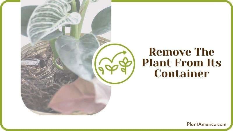 Remove The Plant From Its Container PlantAmerica Remove The Plant From Its Container PlantAmerica