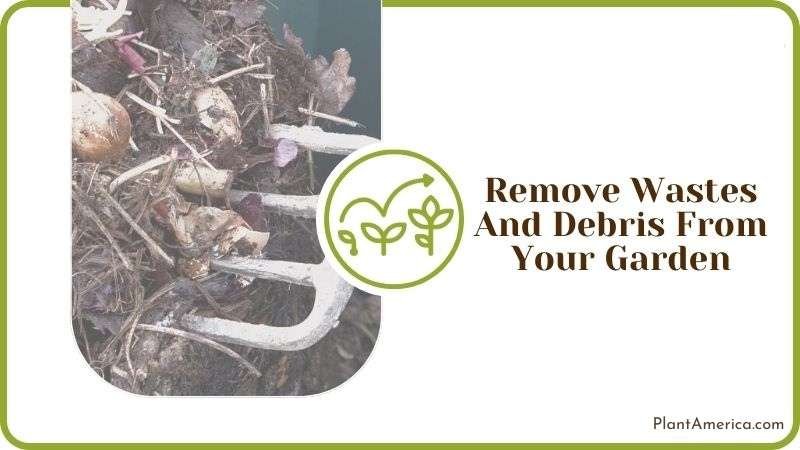 Remove Wastes and Debris From Your Garden Plant America