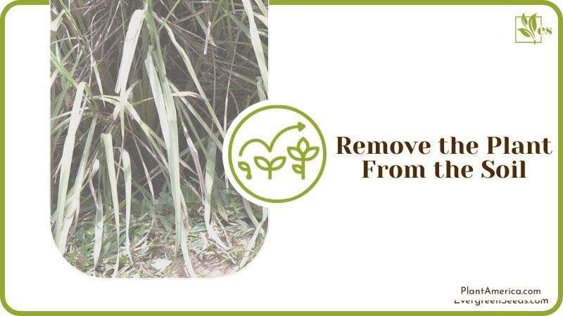 Remove the Plant From the Soil Plant America Remove the Plant From the Soil Plant America