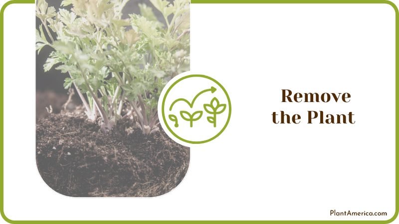 Remove the Plant from Its Current Pot ~ PlantAmerica Remove the Plant from Its Current Pot ~ PlantAmerica