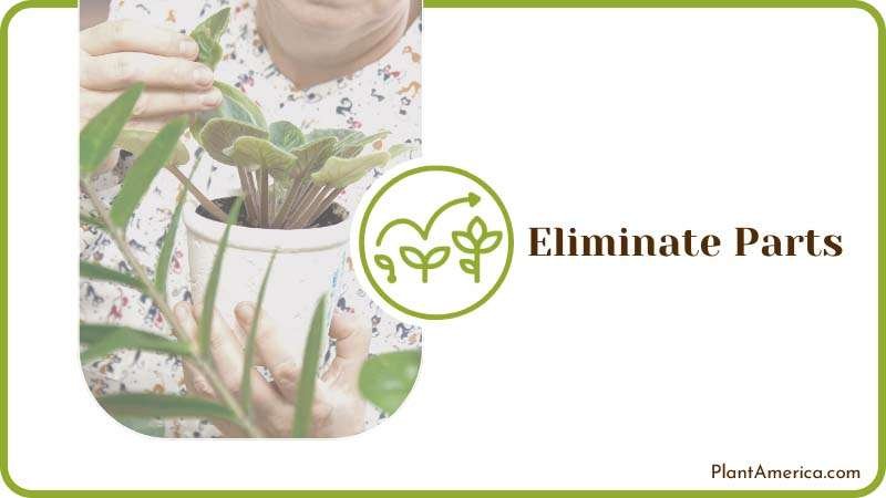 Removing Dead Parts from Plants Plant America Removing Dead Parts from Plants Plant America