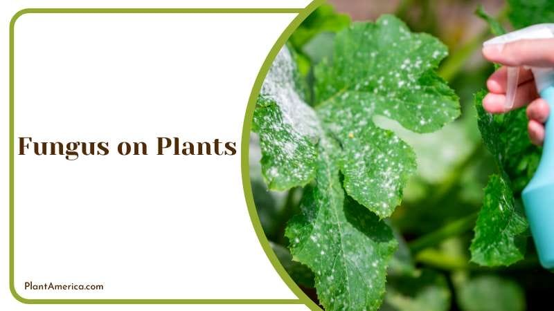 Removing Fungus on Plants Plant America