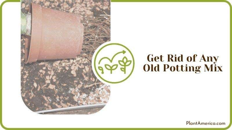 Removing Old Potting Mix Plant America Removing Old Potting Mix Plant America
