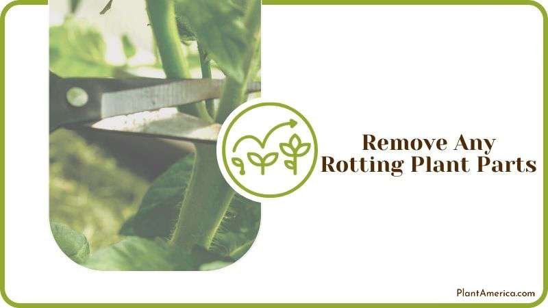 Removing Rotting Plant Parts Plant America Removing Rotting Plant Parts Plant America