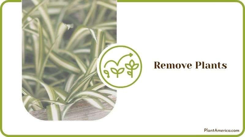Removing Spider Plants Plant America