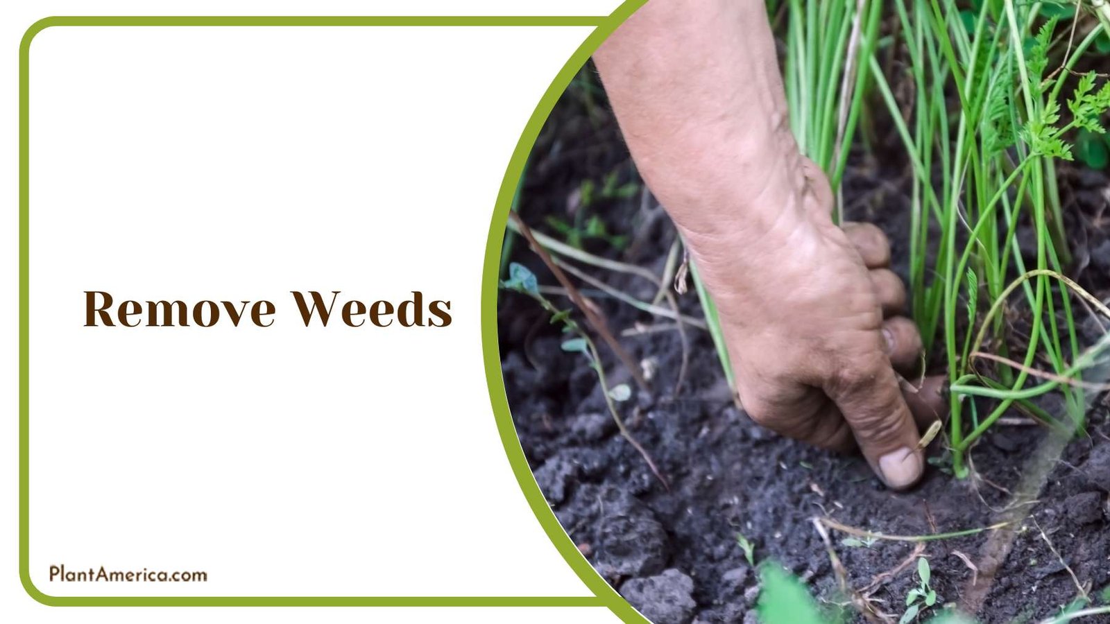 Removing Weeds from Lawn Plant America