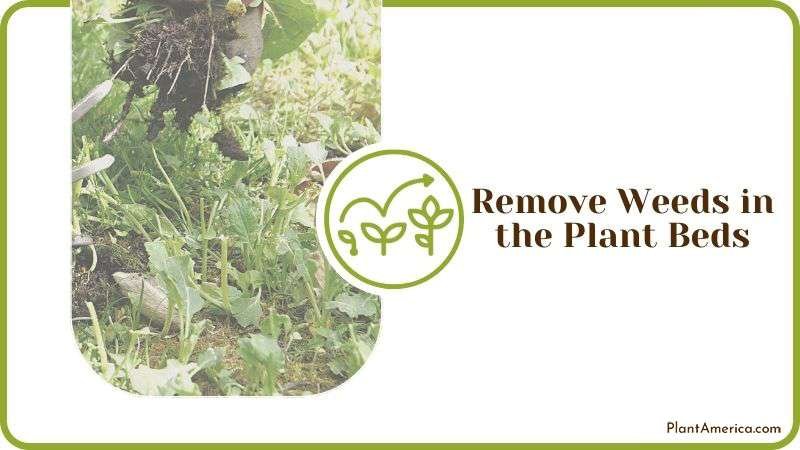 Removing Weeds in Plant Beds Plant America