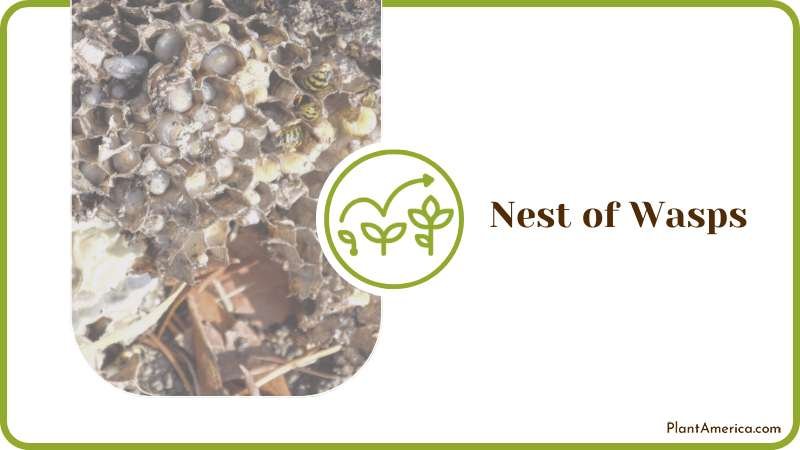 Removing a Nest of Wasps Plant America