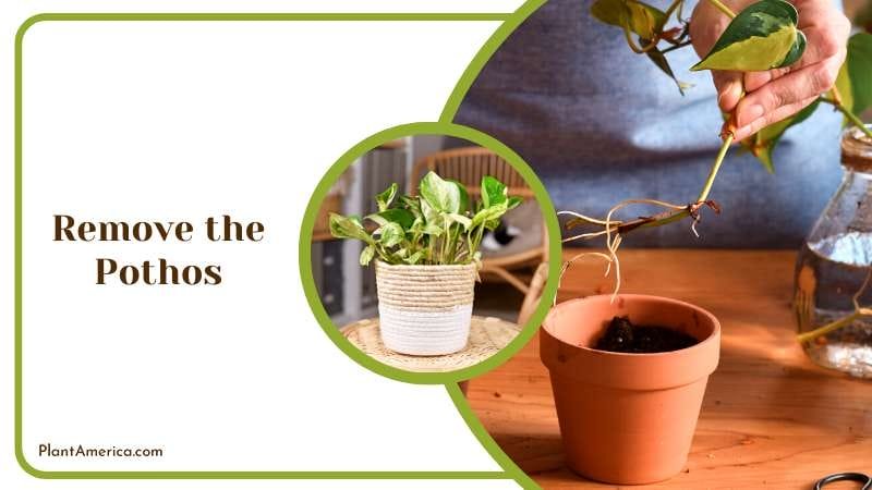 Removing the Pothos from Pot Plant America