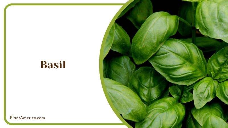 Repelling Herb Basil Leaves PlantAmerica