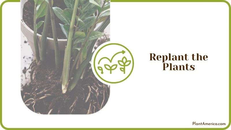 Replant Gnats Attacked Plants Plant America