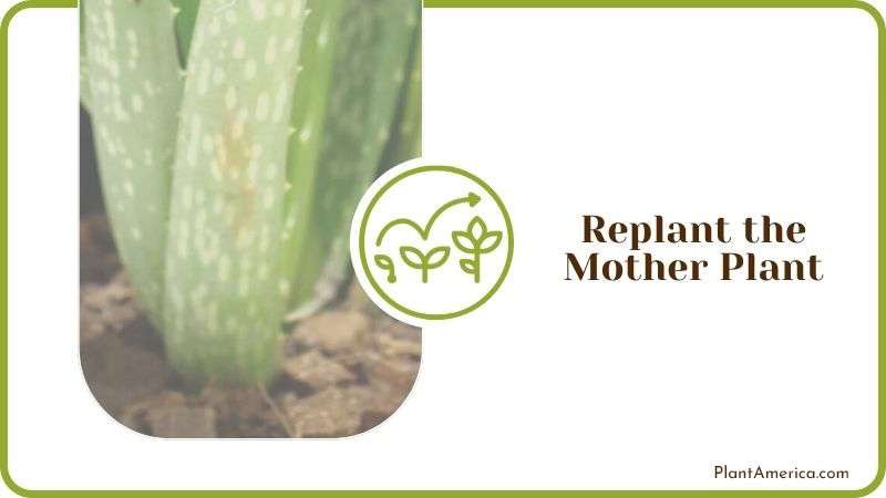 Replant the Mother Plant Plant America