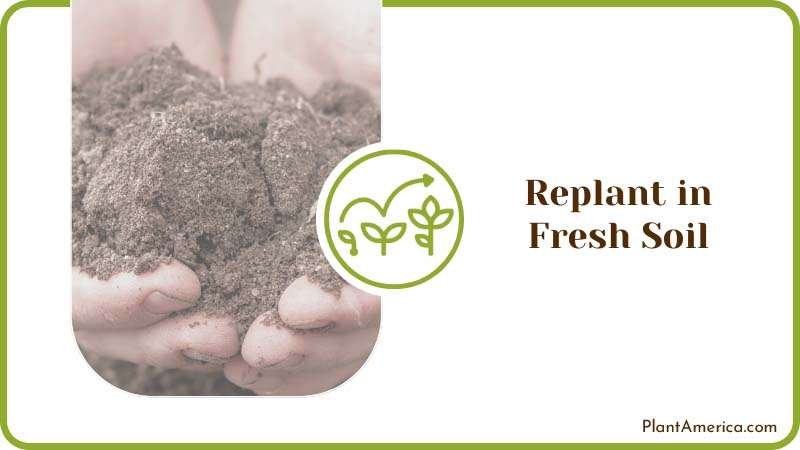 Replanting Fresh Soil Plant America Replanting Fresh Soil Plant America