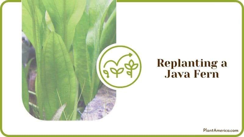 Replanting a Java Fern Plant America