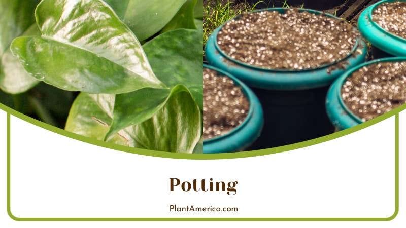 Repot Marble Queen Pothos Every 2 Years Plant America