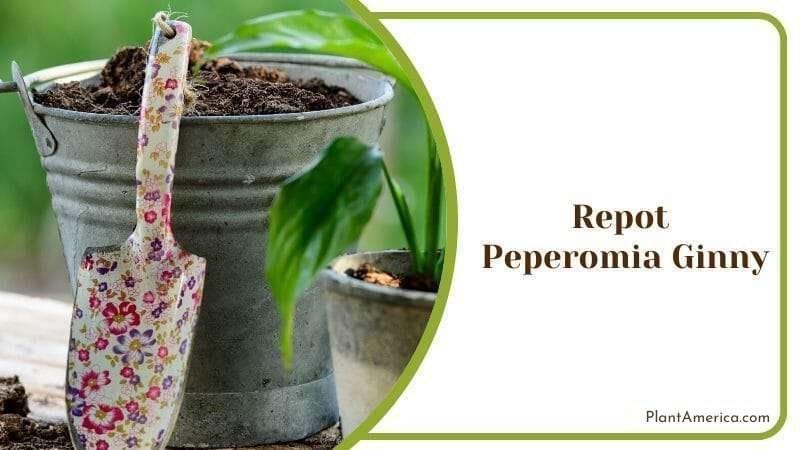 Repot Peperomia Ginny Plants Plant America