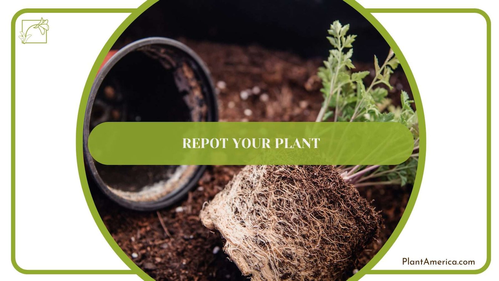 Repot Prayer Plant PlantAmerica