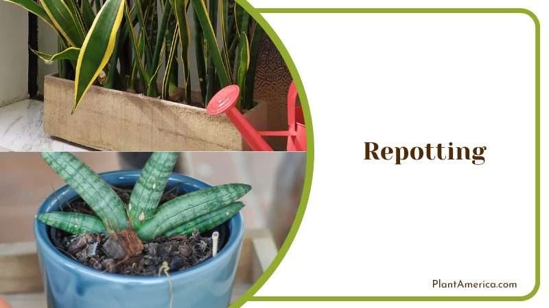 Repot Sansevieria Moonshine Regularly PlantAmerica