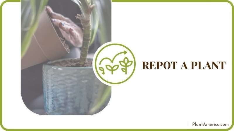 Repot the Plant Plant America