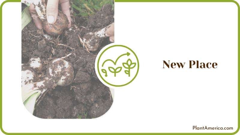 Repotting Amaryllis Bulb Plant America