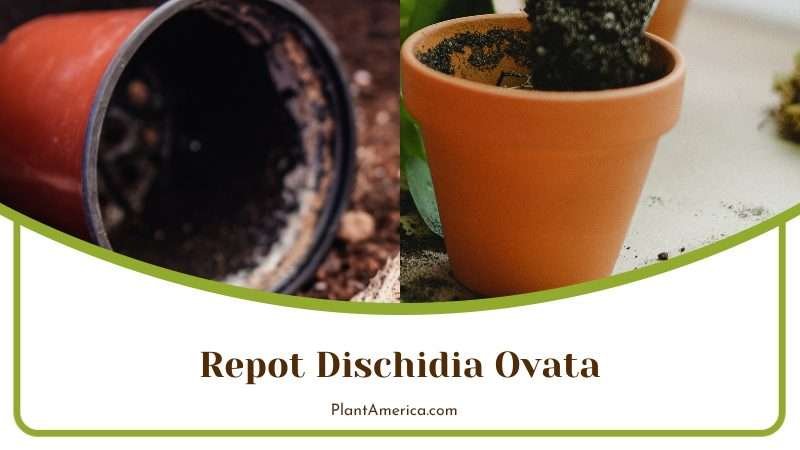 Repotting Dischidia Ovata Plant America
