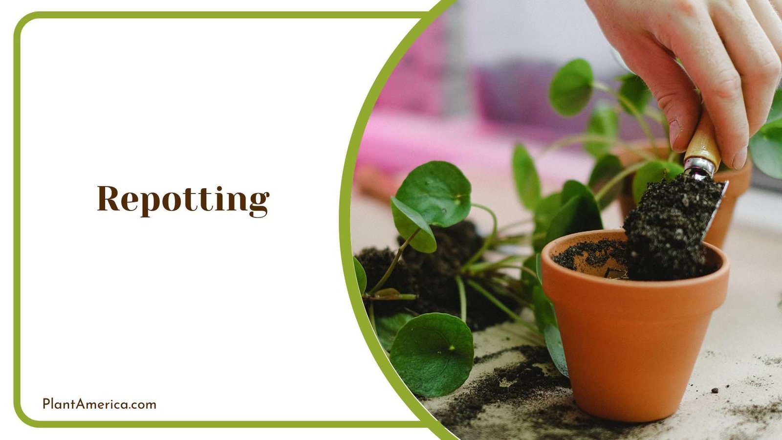 Repotting Dowiana Plant America