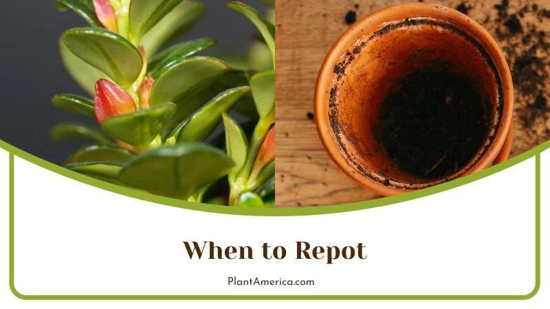 Repotting Goldfish Plants Plant America