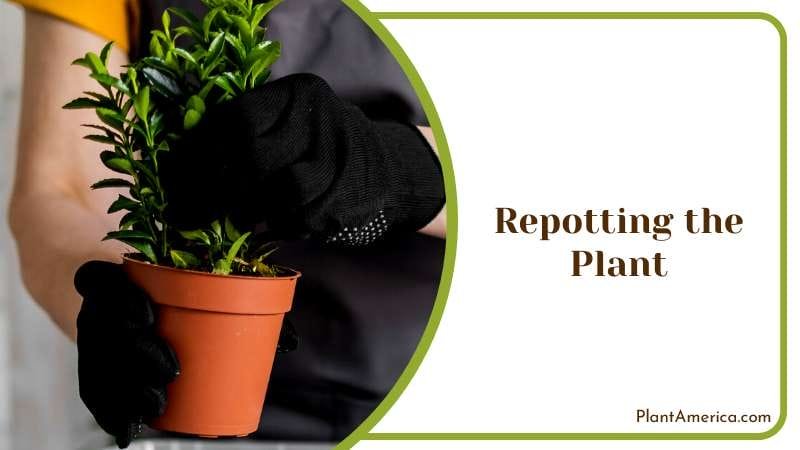 Repotting Houseplants for Growth PlantAmerica