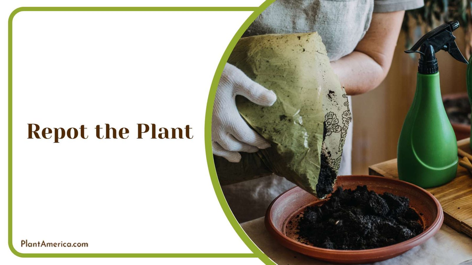 Repotting Ivy Plant Plant America