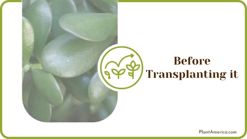 Repotting Jade Plants Plant America
