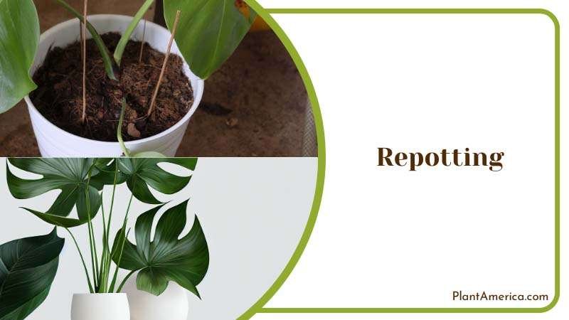 Sujon More Plants/Collage Image Repotting Monstera Borsigiana
