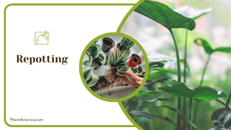 Repotting ~ PlantAmerica