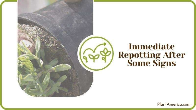 Repotting Plants Having Root Rot Plant America Repotting Plants Having Root Rot Plant America