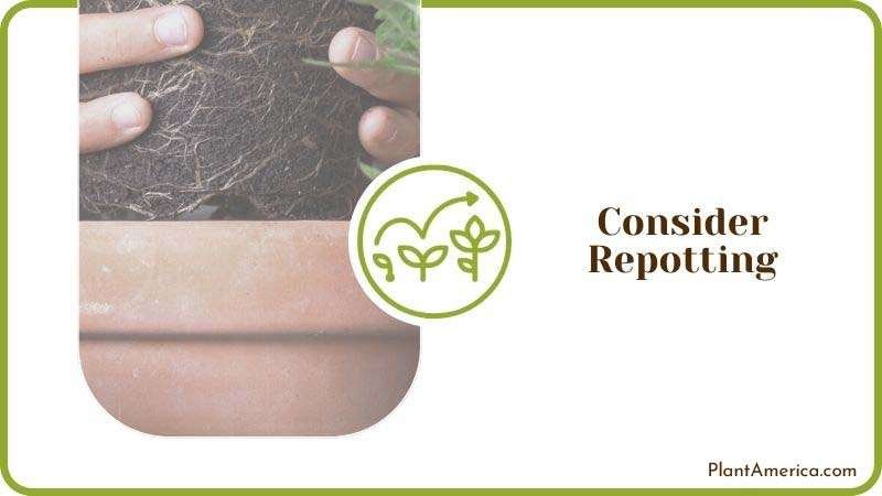 Repotting Plants at Home Plant America Repotting Plants at Home Plant America
