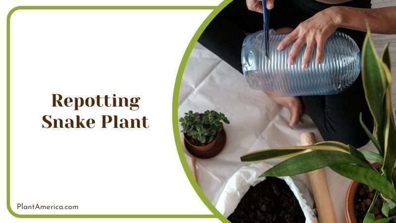 Repotting Snake Plant Plant America