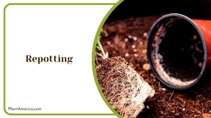 Repotting Succulent Plant Plant America